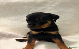 Rottweiler dogs for sale: ROTTWEILER PUPPIES. KC REG. - Advert 16