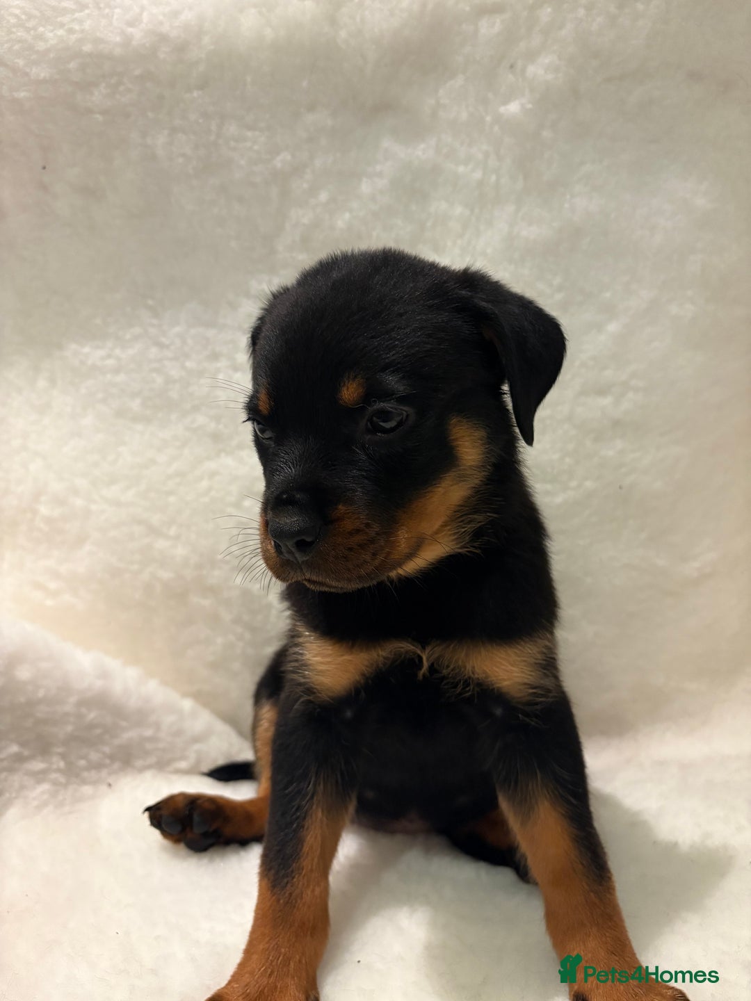 Rottweiler dogs for sale: ROTTWEILER PUPPIES. KC REG. - Advert 16