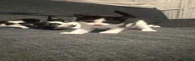 Mixed Breed Kitten 3