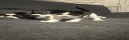 Mixed Breed cats for sale: Adorable Kitten Looking for a Loving Home - Advert 3