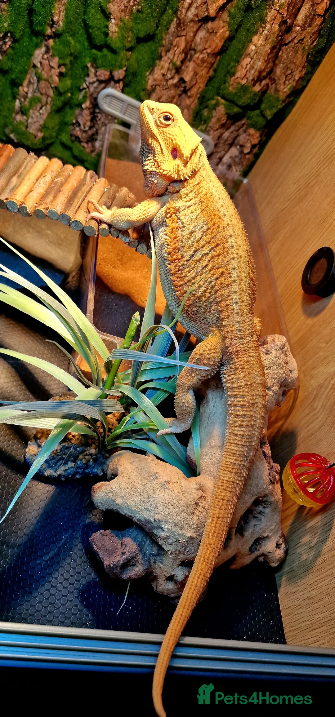 Bearded Dragon reptiles for sale: Blue Bar Lemon Hypo Bearded Dragon - Advert 4