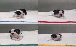 Boston Terrier dogs for sale: Beautiful Boston Boys Ready for Forever Homes - Image 2