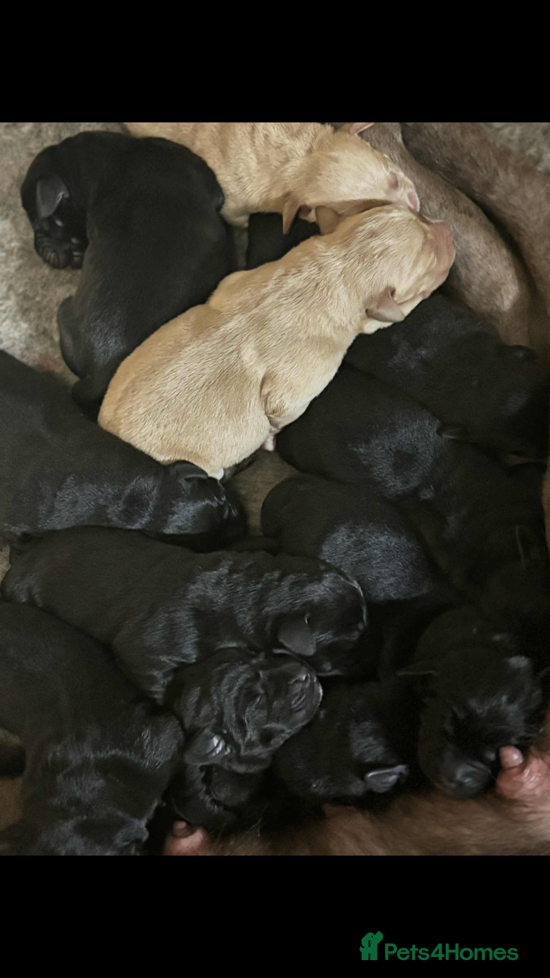 Labrador Retriever dogs for sale: Labrador puppies - Advert 5