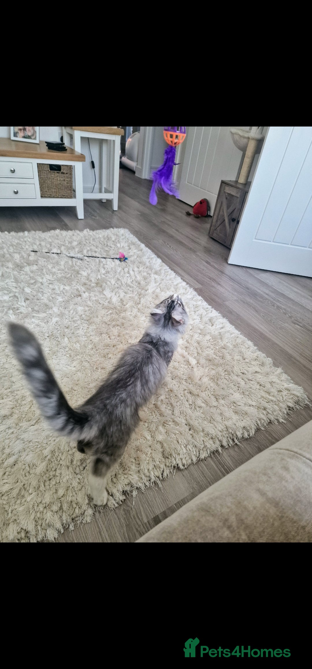 Maine Coon cats for sale: 💙Beautiful Maine Coon (GCCF reg) 💙 - Advert 9