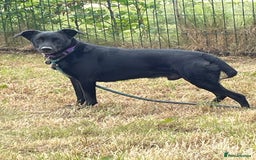 Mixed Breed dogs for adoption: TED - 5 yrs, medium, playful, loves other dogs in Ross-on-Wye - Image 13