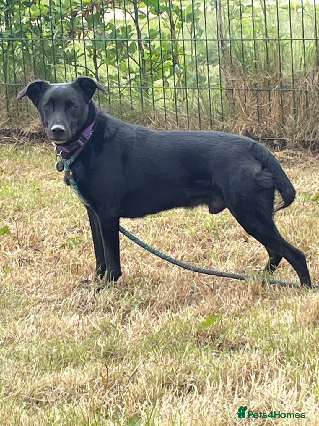 Mixed Breed dogs for adoption: TED - 5 yrs, medium, playful, loves other dogs in Ross-on-Wye - Image 13