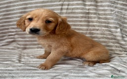 Golden Retriever dogs for sale: Ready🏡 health tested Golden Retriever babies🤍🧬 - Image 8