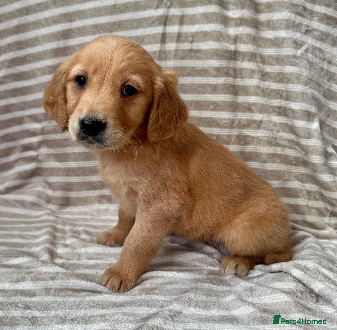 Golden Retriever dogs for sale: Ready🏡 health tested Golden Retriever babies🤍🧬 - Image 8