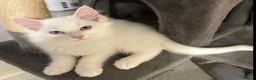 Maine Coon cats for sale: White Fluffy Kittens  - Advert 2