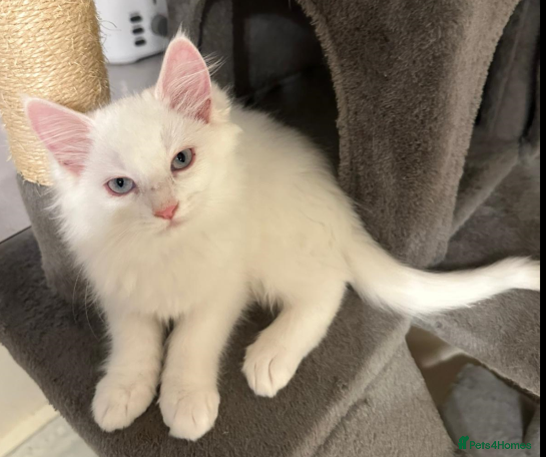Maine Coon cats for sale: White Fluffy Kittens  - Advert 2