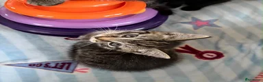 Female kitten