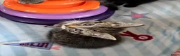 Mixed Breed cats for sale: 5 Beautiful kittens for sale - Advert 29