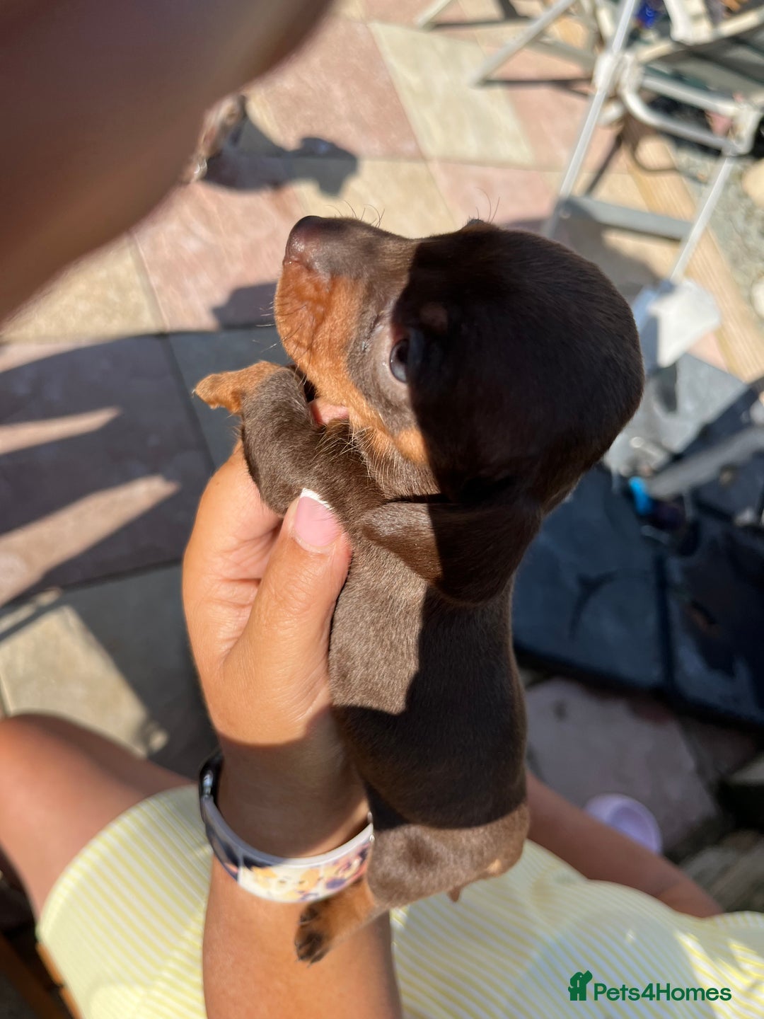 Miniature Dachshund dogs for sale: Beautiful miniature dachshund pups  - Image 7