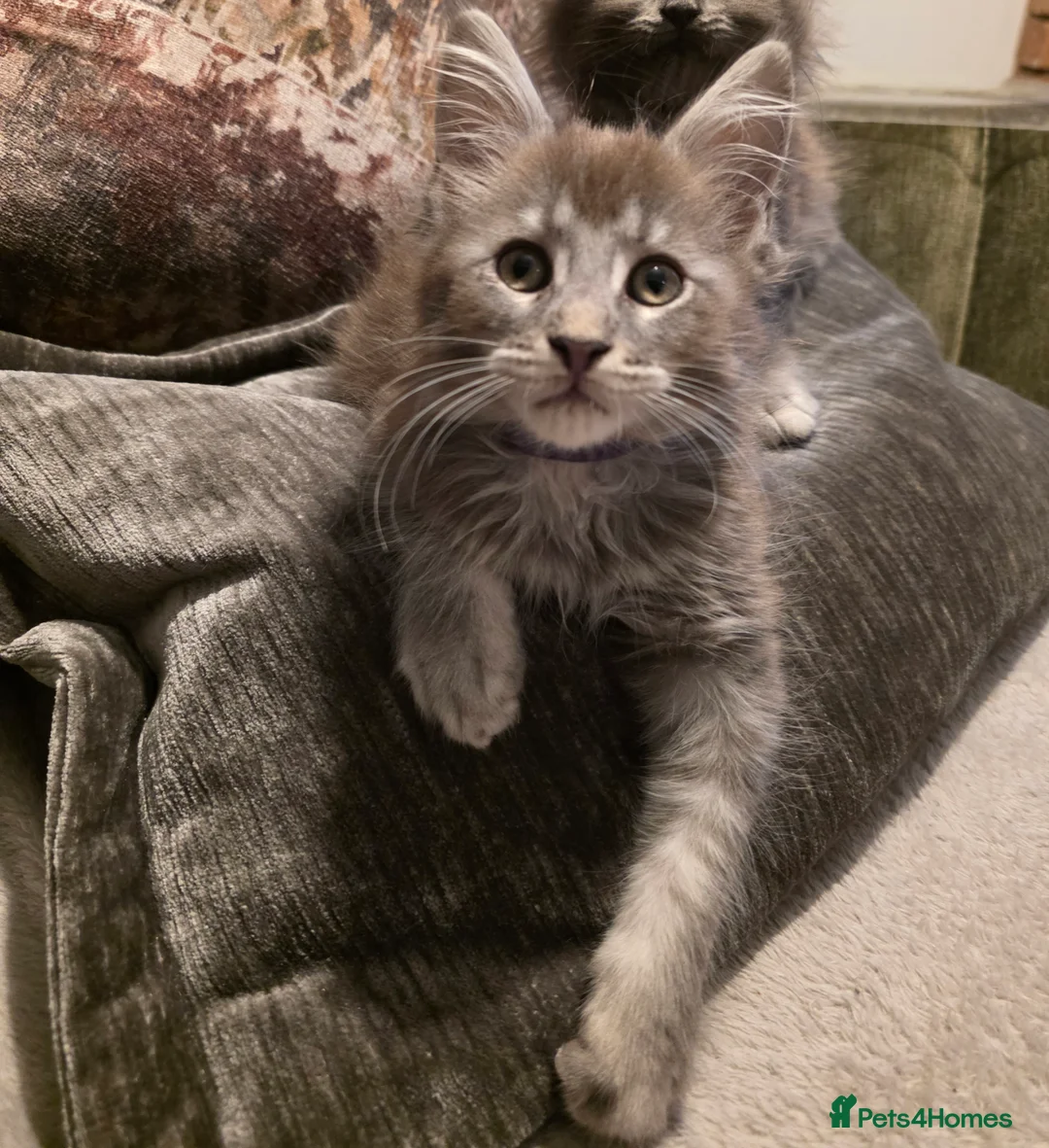 Maine Coon cats for sale: Maine coon pedigree kittens  - Advert 4