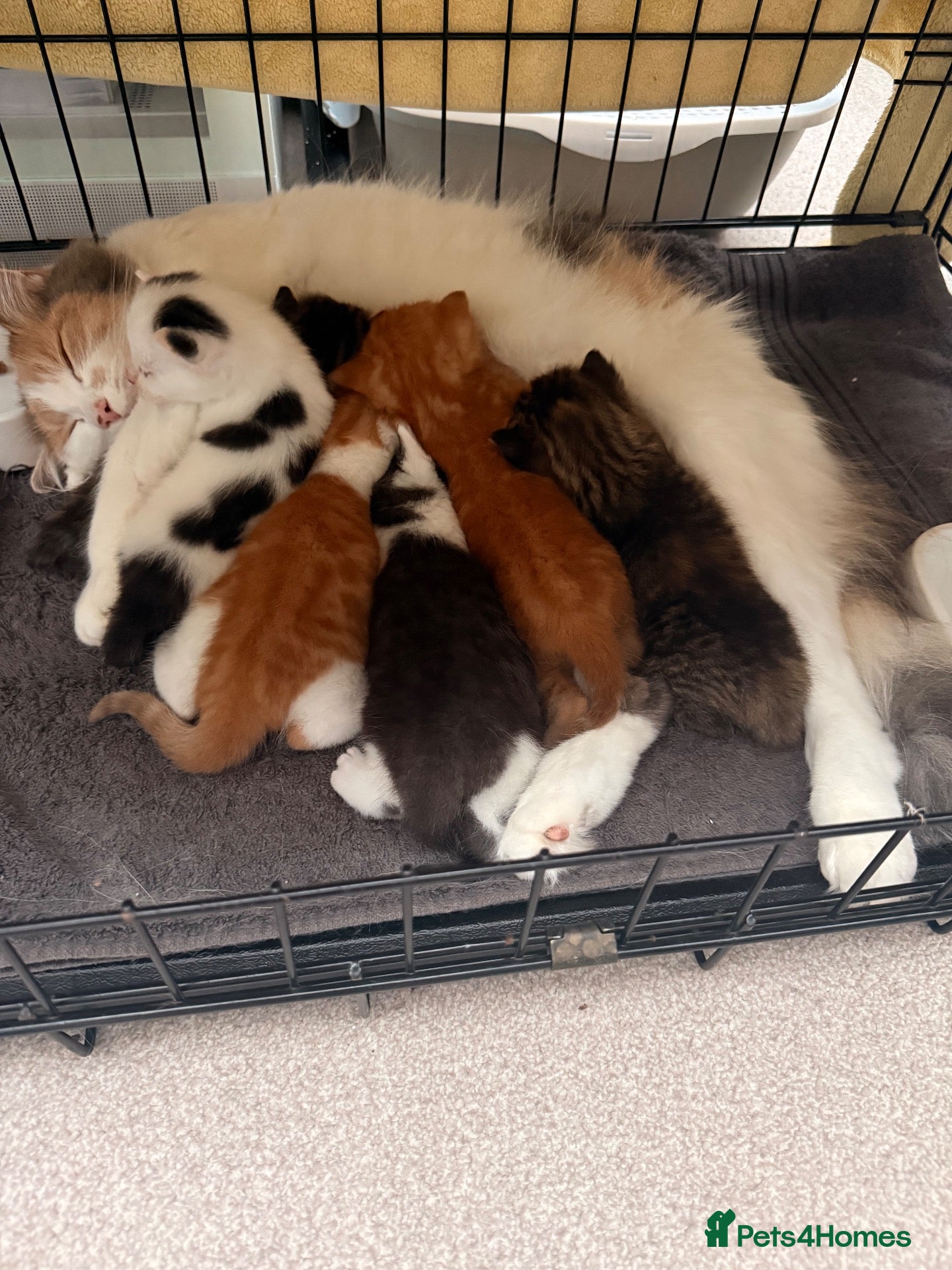 Mixed Breed cats Maine coon cross kittens  - Advert 3