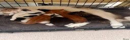 Mixed Breed cats for sale: Maine coon cross kittens  - Advert 1