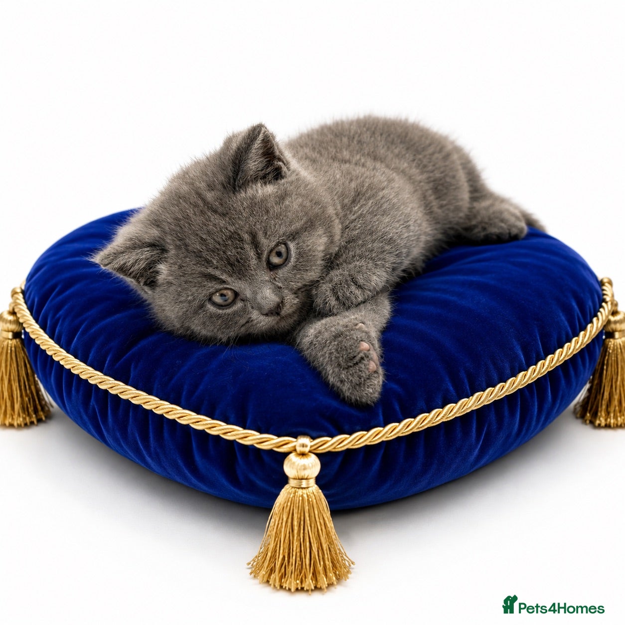 British Shorthair cats GCCF British short hair boy  - Advert 1