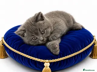 British Shorthair cats for sale: GCCF British short hair boy - Advert 1