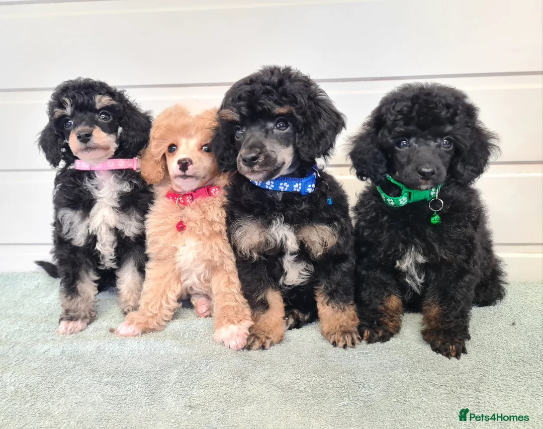 Toy Poodle dogs for stud: Health Tested Tri Toy in Birkenhead - Advert 25