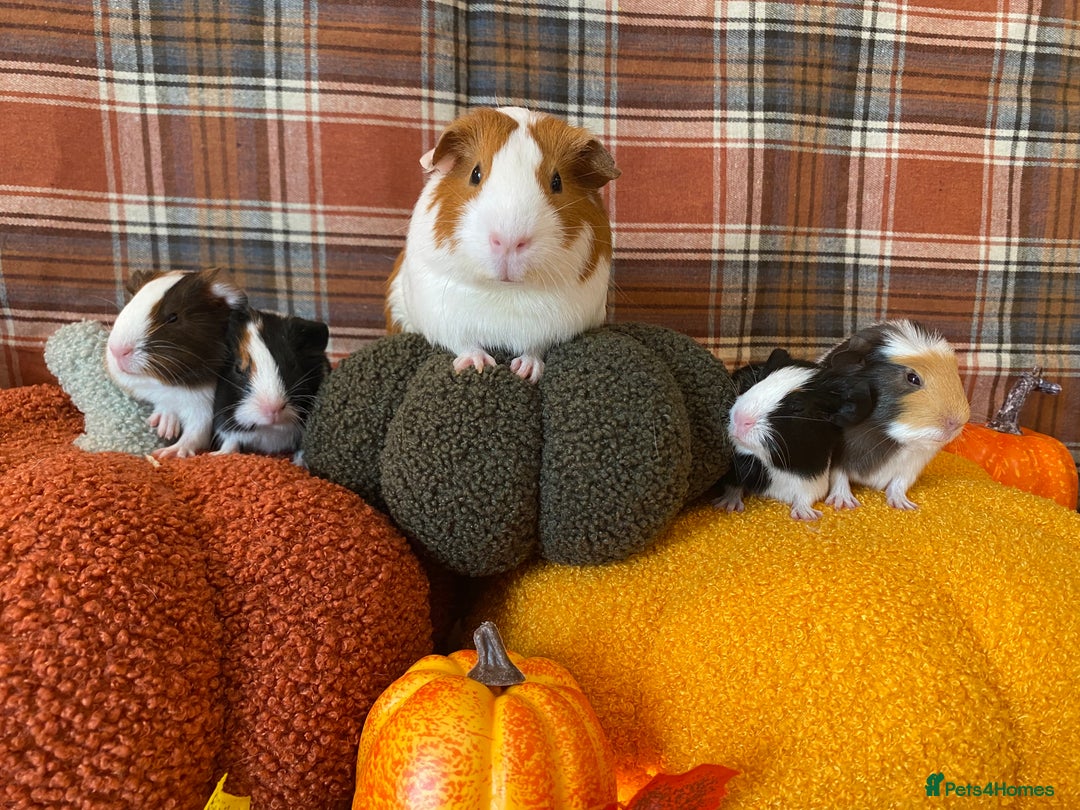 Guinea Pig rodents for sale: Baby female Guinea pigs - Image 2