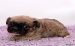 French Bulldog dogs for sale: Fluffy french bulldogs carrying Pink & Testable  - Image 9