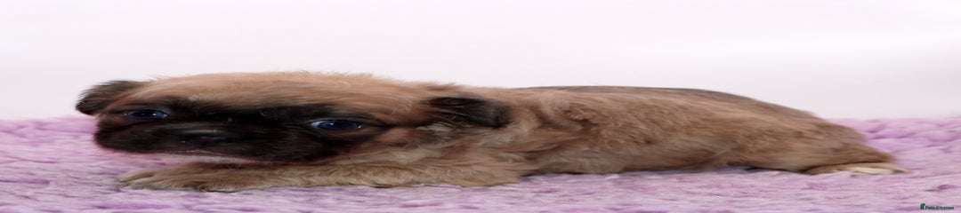 Sable