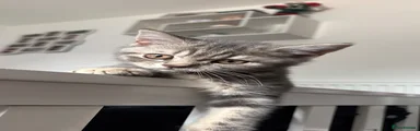 British Shorthair 1