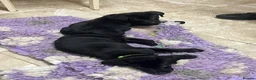 Labrador Retriever dogs for sale: 🐾❤️Beautiful Labrador puppies❤️🐾 - Advert 7