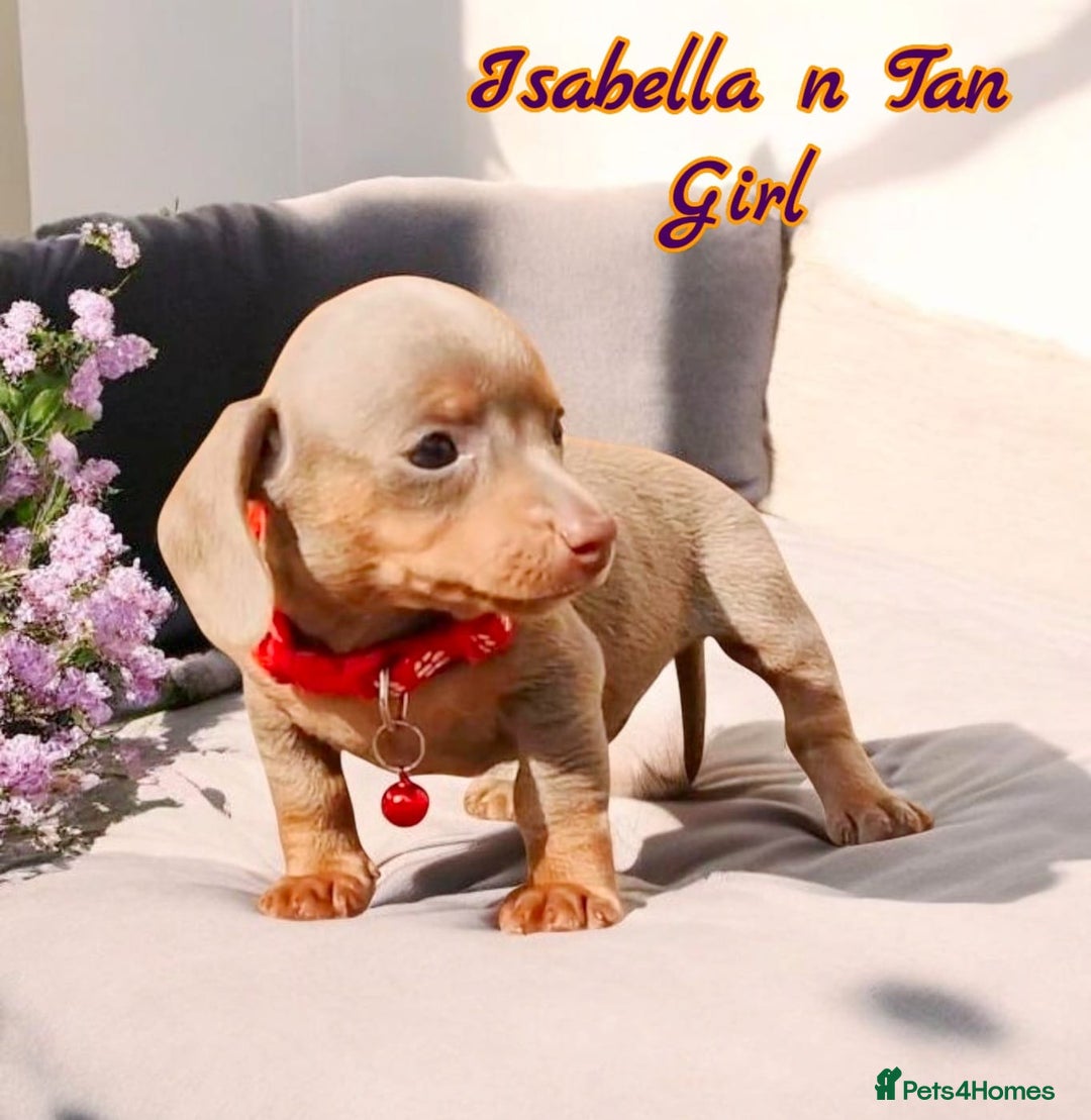 Miniature Dachshund dogs for sale: BLUE DAPPLE & ISABELLA DAPPLE PUPS AVAILABLE  - Image 16