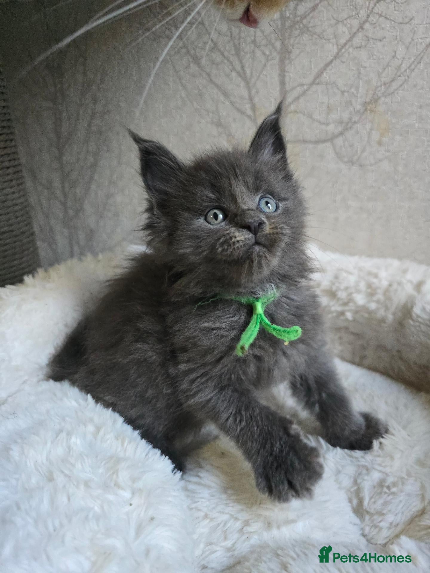 Maine Coon cats Blue & Blue Smoke Maine Coon Kittens Stunning Tica - Advert 1