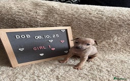 Italian Greyhound dogs for sale: Italian greyhound puppies - Advert 4