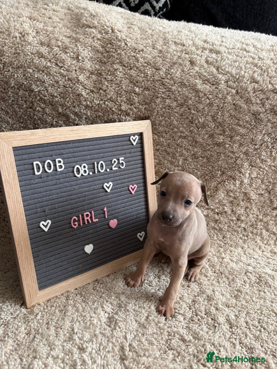 Italian Greyhound dogs for sale: Italian greyhound puppies - Advert 4