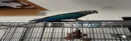 Conures birds for sale: Green check conures tamed - Advert 3
