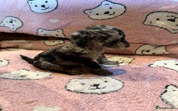 Toy Poodle dogs for sale: Exquisite Toy Poodle pups - Health tested parents - Image 14
