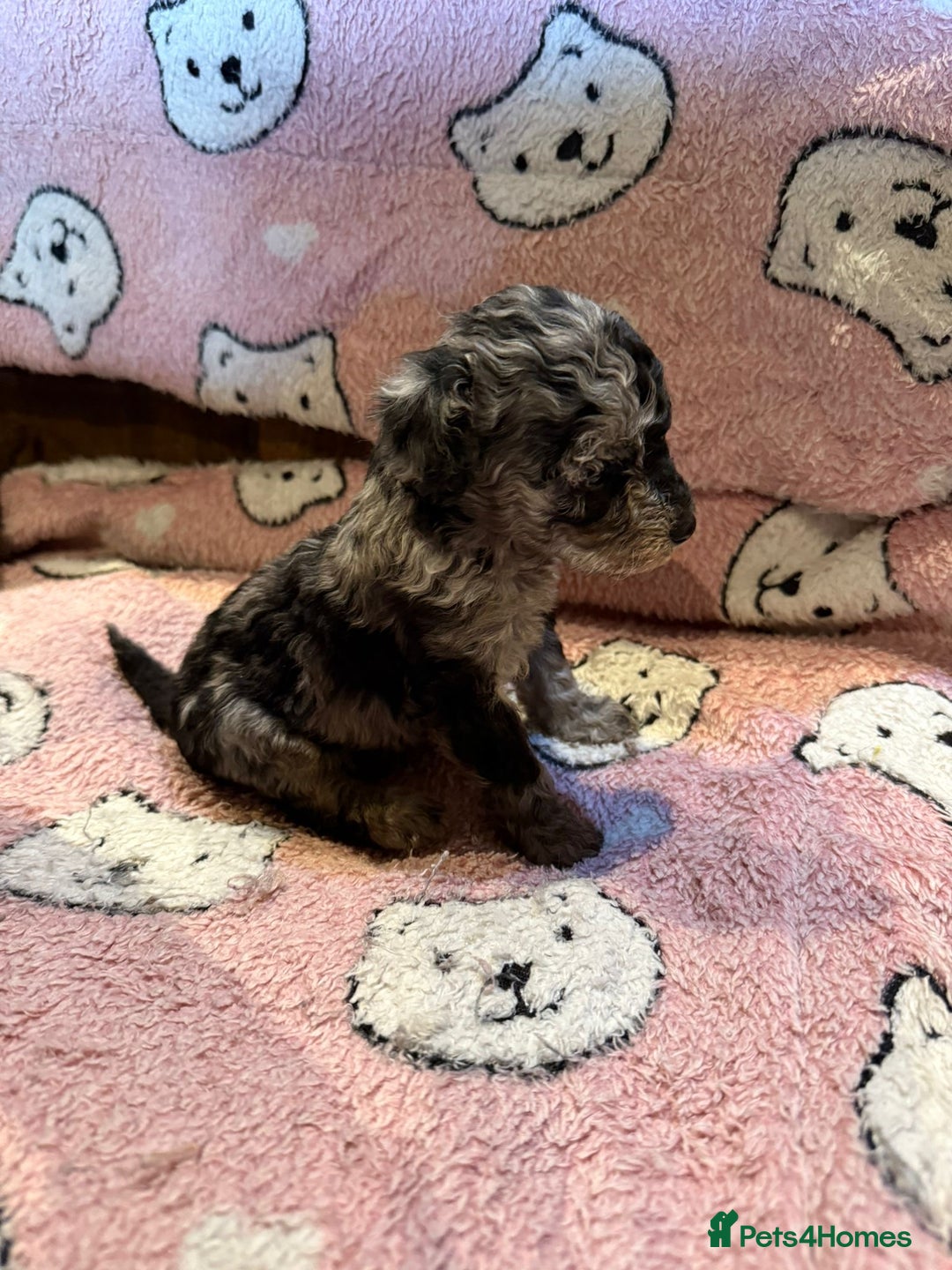 Toy Poodle dogs for sale: Exquisite Toy Poodle pups - Health tested parents - Image 14