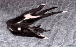 Mixed Breed cats for sale: Delightful mix-breed Siamese-black calico-kittens - Image 4