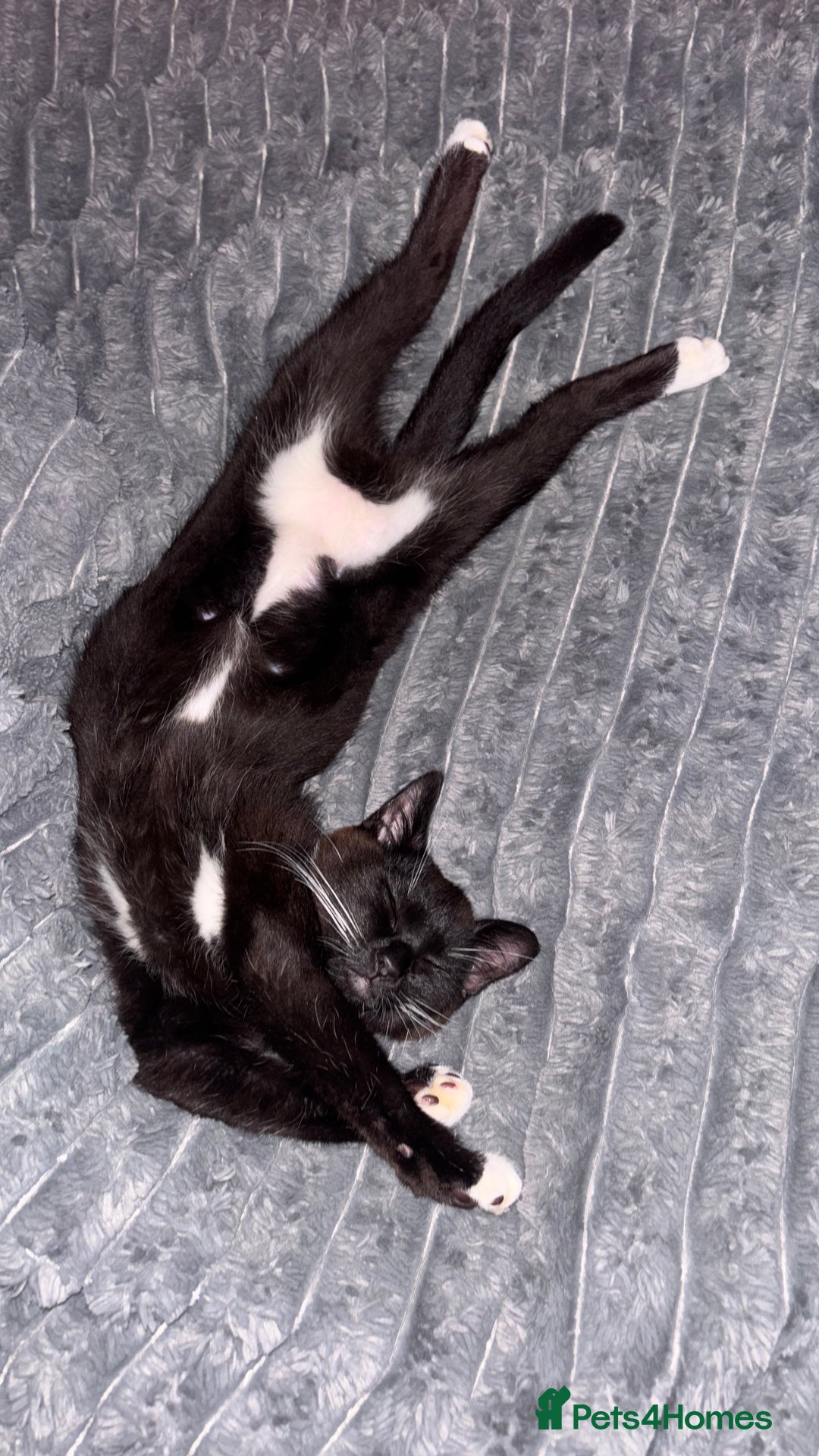 Mixed Breed cats for sale: Delightful mix-breed Siamese-black calico-kittens - Image 4