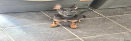 Belgian Shepherd Dog dogs for sale: Zara brn belgian malinois x dutch herder  in Burnley - Advert 6