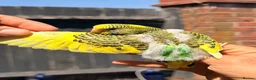 Budgerigars birds for sale: Beautiful Hand-Reared Baby Budgies — - Advert 1