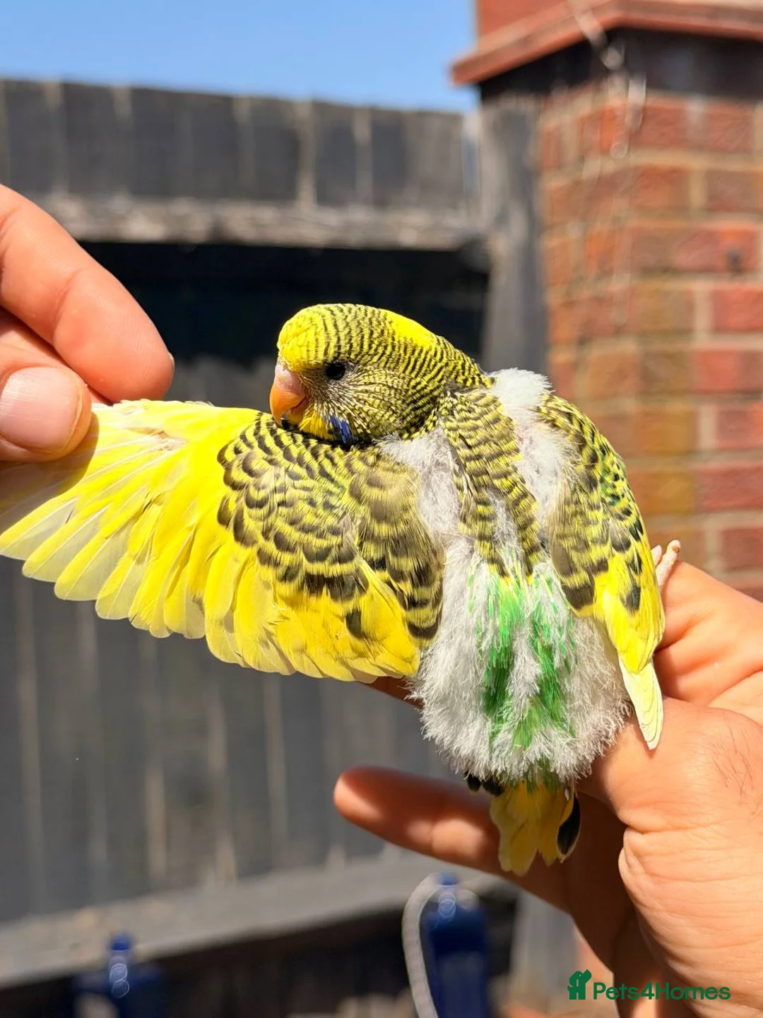 Budgerigars birds for sale: Beautiful Hand-Reared Baby Budgies — - Advert 1