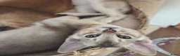 Abyssinian cats for sale: 🔥 TICA Registered Abyssinian Kittens - Advert 5