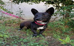 Mixed Breed dogs for adoption: LIA ( mixed breed)  - Advert 5