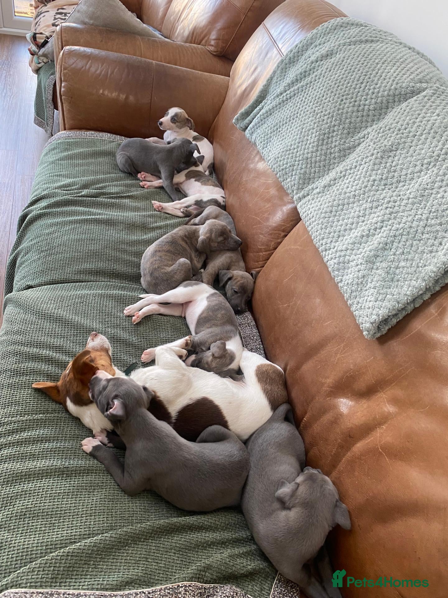Whippet dogs for sale: Stunning Litter of KC Whippet Puppies - Advert 1