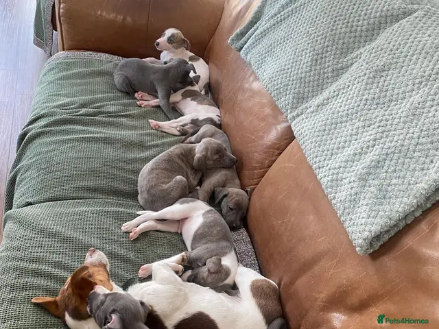 Whippet dogs for sale: Stunning Litter of KC Whippet Puppies - Advert 2