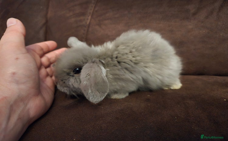 Mini Lop rabbits - Advert 1