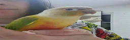 Conures birds for sale: Beautiful pineapple greencheek conure female - Advert 5