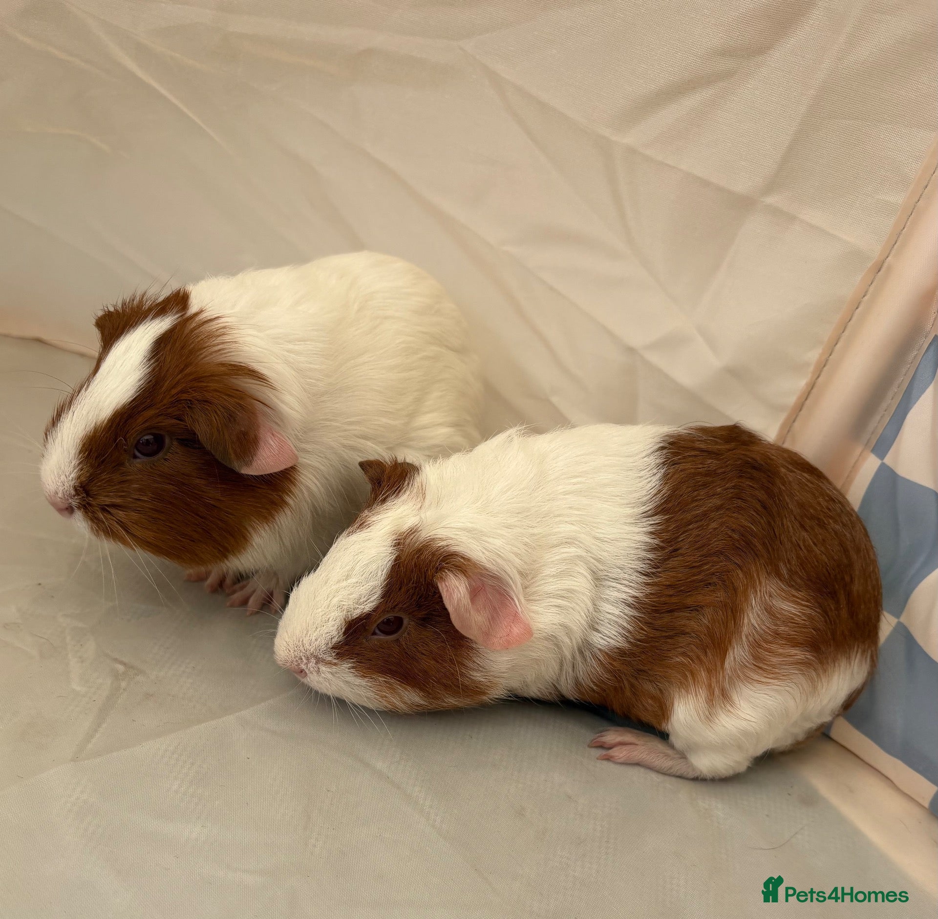 Guinea Pig rodents for sale: Male guinea pigs - Advert 15