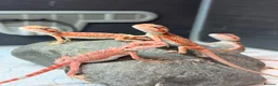 Bearded Dragon reptiles for sale: Red Monster baby bearded dragons ready to go!  - Advert 20