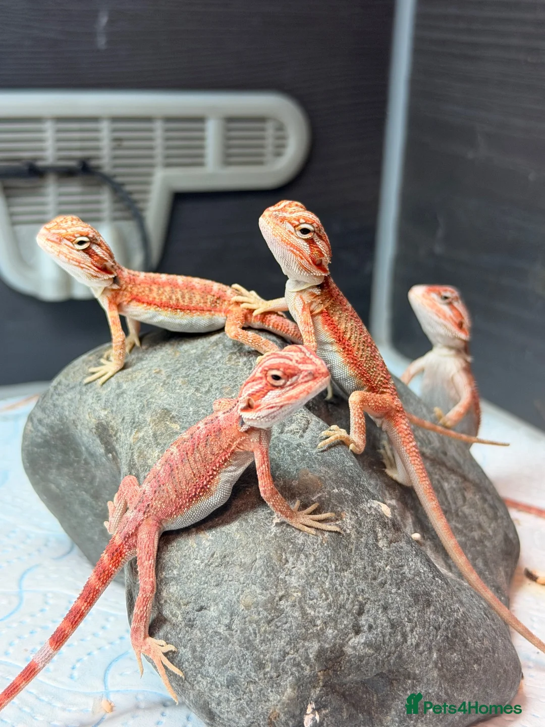 Bearded Dragon reptiles for sale: Red Monster baby bearded dragons ready to go!  - Advert 20