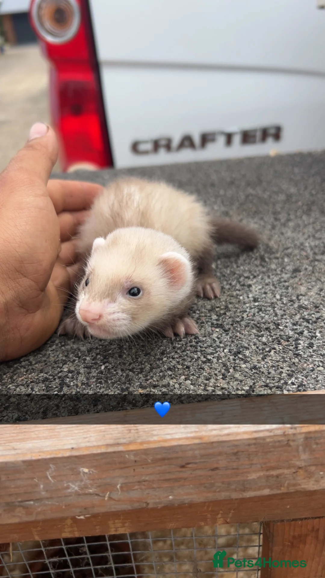 Ferret rodents for sale: Ferret kits - Advert 9